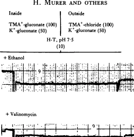 Fig. 5. Lack of Cl/OH-«xchange in rat small intestinal brush border membrane vesicles (measuredby acridine orange fluorescence quench technique)