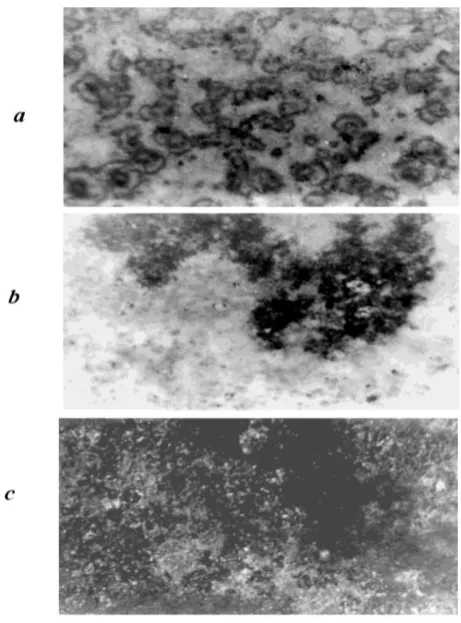 Figure 12:  Microsections of MAO-coatings samples formed in slurry electrolytes with entered powders (x80): (a) AS (alumosilicate); (b) oxide TiO2; (c) oxide Cr2O3  