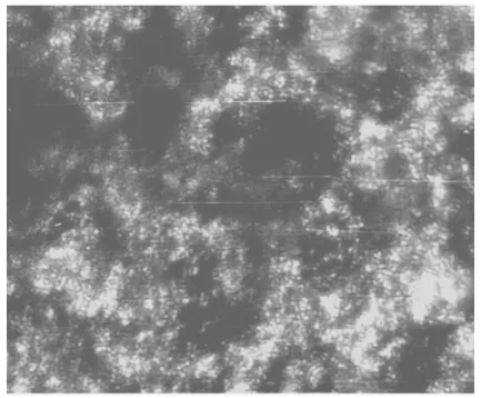 Figure 7: Microstructure of MAO-coating sample. One can see crystals threadlike of phase α -Al2O3 twisted in skeins