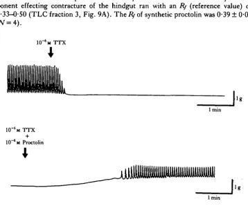 Fig. 8. Myogenicby effects of proctolin. Top: TTX application eliminated beating in a normal heart blocking the conduction of impulses in the cardiac ganglion
