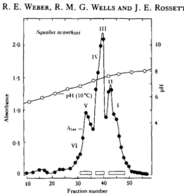 Fig. 8. Isolation of component Hbs by isoelectric focusing in solutions of ampholines (LKB,Sweden) with pH ranges of 5 to 8 (0-42%) and 3-5 to 10 (0-28%)