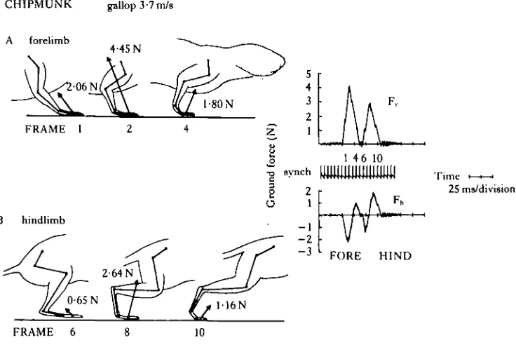 Fig. 3. Representative drawing of the (A) forelimb and (B) hindlimb position of chipmunk gallop-components of the ground reaction force exerted by the fore, and then the hindlimb, along with thetrace of the camera synch pulse, are also shown