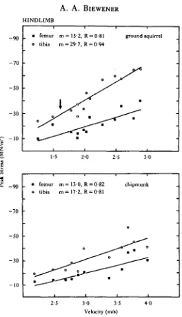 Fig. 9. Peak (compressive) stress plotted against velocity inand chipmunk. The slope of the increase in peak stress in the tibia of each animal is greater than the the hindlimb bones of the ground squirrelslope for the femur
