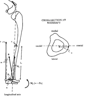 Fig. 1. Schematic drawing of loading in the ground squirrel tibia, illustrating the method of analysisfor calculating stress at the bone's midshaft
