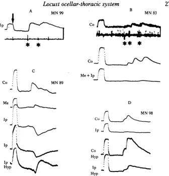 Fig. 4. Examples of eynaptic potentials seen in mesothoracic flight motor neurones in response toocellar stimulation