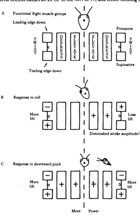 Fig. 5. Diagrammatic representation of the results shown in Table 2. The upper sketch (A) showsthe functional grouping of the different flight muscles