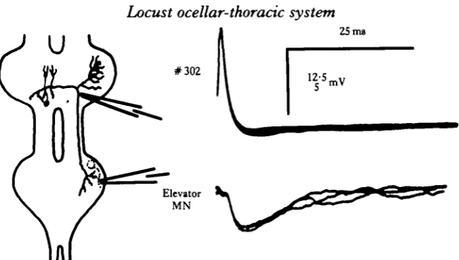 Fig. 9. Simultaneous recordings from interganglionic thoracic ocellar neurone #302 and an uniden-tified metathoracic elevator motorneurone