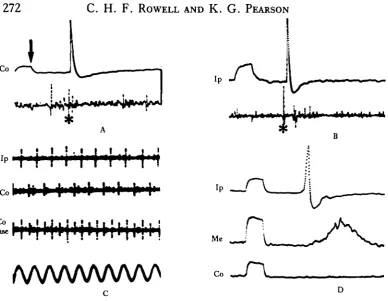 Fig. 2. Examples of recordings from fast DONs. A, B: Intracellular records from the mesothoracicaxon and extracellular records (starred) from the pro-mesothoracic connective of the fast contra and