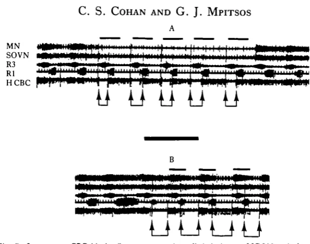 Fig. 8. PCC stimulation (A) before, (B) during, and (C) after activity in the CBC is blocked bilater-ally with a sucrose gap