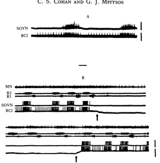 Fig. 9. BCI drive brain motoneurones that are active during the primary pattern. (A) Postsynapticpotentials in an SOVN motoneurone follow 1-1 spikes in a BCI