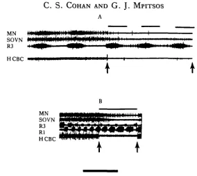 Fig. 4. Effect of long duration anode block of CBC activity on bursts of activity in roots of the brain.Activity in brain roots (top two traces) ceases when CBC's are blocked (between arrows) either during
