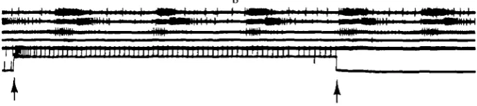 Fig. 7. Activity of the efference copy neurone during the primary pattern (A). (B) Depolarizationof this cell (between arrows) does not alter the phasing of brain root activity relative to buccal output.