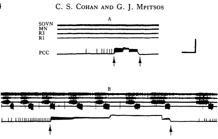 Fig. 10. Some PCC produce no noticeable motor effects when they are depolarized (between arrows)either (A) before or (B) during rhythms