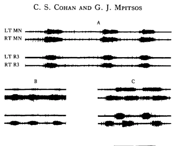 Fig. 1. Effect of cutting the buccal commissure on bilateral coordination. (A) Before the com-missure is cut, MGON-evoked activity occurs approximately simultaneously in homologous roots