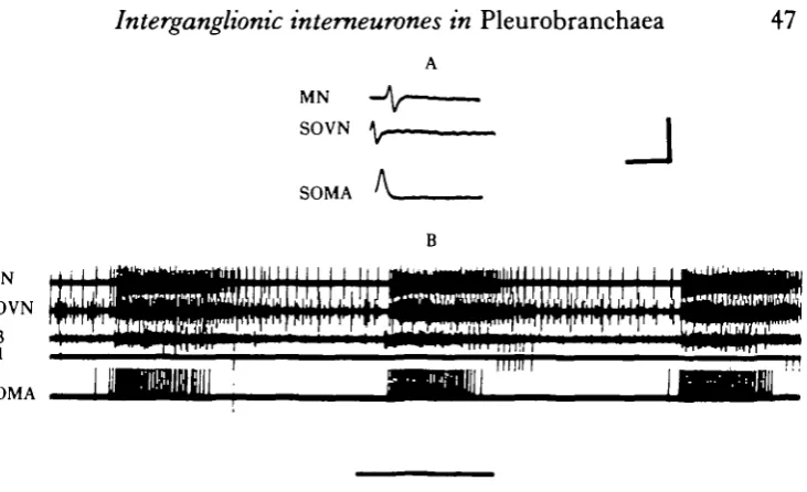Fig. 2. Brain motoneurones with axons in two different roots. (A) Intracellular spike recorded insoma is correlated with extracellular spikes recorded in MN and SOVN