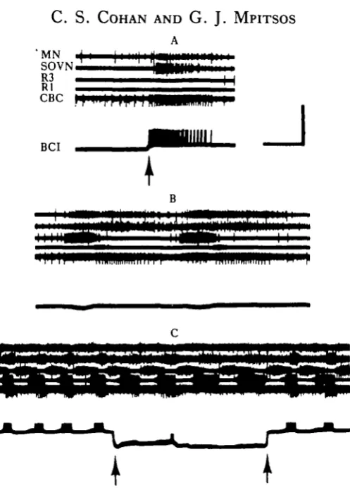 Fig. 5. BCI class I-B cell elicits activity in brain roots (A) when depolarized (arrow) but is phasicallyinhibited (B) during the R3 bursts of the primary pattern evoked by MGON stimulation
