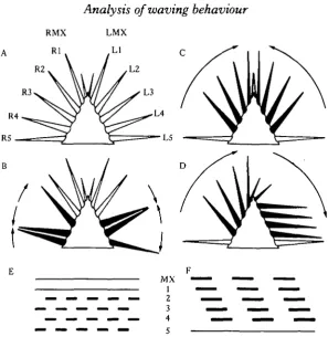 Fig. 8. Diagrams to illustrate the differences between walking and waving. (A) Resting position ofthe limbs (sticks) around the plastron of the ventral thorax in panulirids