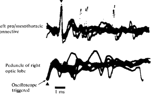 Fig. 1. Simultaneous extracellular recordings of the DCMD spikes in the peduncle of theoptic lobe of the right eye (lower trace, filled triangle) and in the left pro-mesothoracic connec-tive of the ventral nerve cord (upper trace, filled triangle)