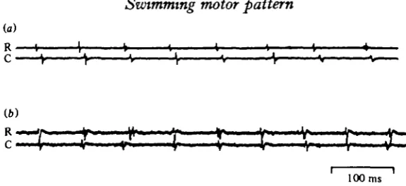 Fig. 3. Coordination between bursts at different motor nerves on the same side of the bodyduring rhythmic, alternating activity in a curarized preparation, (a) and (6) from different