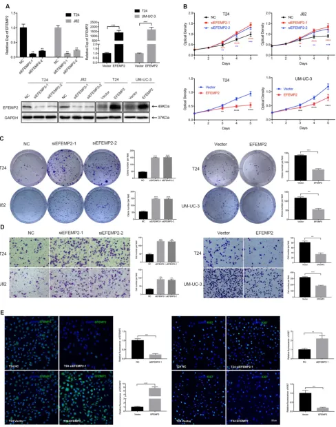 Figure 3. Increased expression of EFEMP2 attenuated BCa cells proliferation and migration in vitro