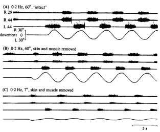 Fig. io. Entrainment from the tail region after removing skin and muscle tissue. Ventral rootactivity was recorded from segments indicated in (A), during a o-a Hz movement before (A)