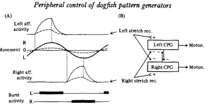 Fig. 11. Tentative scheme explaining the entrainment of the central pattern generators forswimming by stretch receptors
