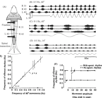 Fig. i. Entrainment of the 'fictive' locomotor rhythm. (A) Schematic drawing of preparation(see Methods) illustrating the sturdy fixation of the vertebral column and ventral root record-ing sites (L, left; R, right)