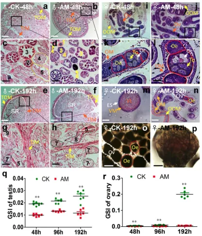 Figure 2. Impact of hyperproteinemia on gonad development. (a–n) Sections of gonads stained by hematoxylin-eosin at 48 and 192 h after modeling