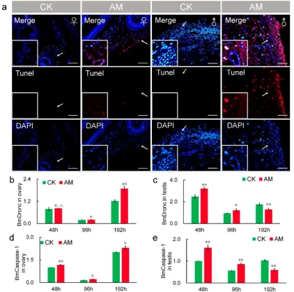 Figure 6. Hyperproteinemia triggers apoptosis. (a) TUNEL staining of silkworm gonad sections at 48 h after modeling
