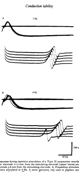 Fig. 5. Responses during repetitive stimulation of a Type II preparation recorded with anintracellular electrode 0-17 mm from the stimulating electrode (upper traces) and an extra-