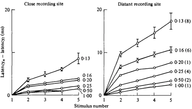 Fig. 6. Changes in latency at close and distant recording sites during repetitive stimulation(Type II preparation)