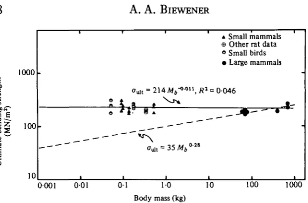 Fig. 4. A graph of the ultimate bending strength of whole bone specimens plotted againstBody mass (kg)body mass on logarithmic co-ordinates