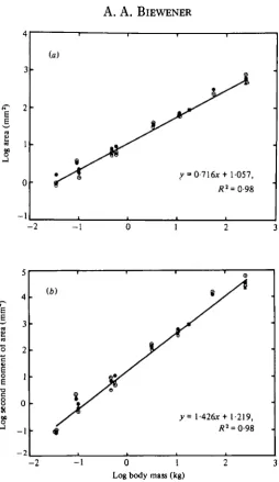 Fig. 3. (a) a graph of bone cross-sectional area (measured at the midshaft) plotted against bodymass on logarithmic co-ordinates