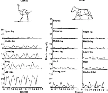 Fig. i. Kinetic energy of limb segments and of the entire limb plotted as a function of time forthree strides ofthe same (~ loo kg) and both were travelling at the same speed, 7-5 m s"across the limbs on the horse and ostrich at the top of the figure to in
