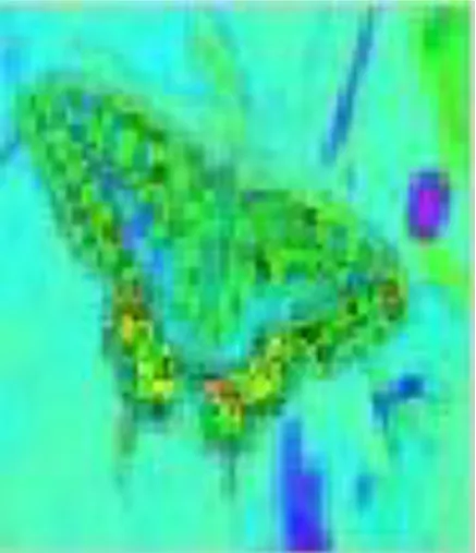 Figure  3. Represent the HSV (Hue Saturation value) format of an image.  