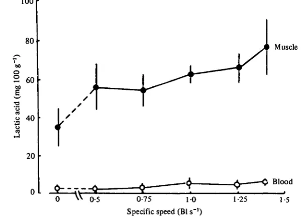 Fig. 5. Changes in lactic acid in flounder muscle and blood in relation to swimming speed.Trials were conducted at 15 °C