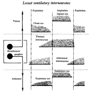 Fig. 11. A diagram to show the sequence of activity during ventilation of some ventilatorymotor neurones, and the interneurones described here and by Pearson (1980)