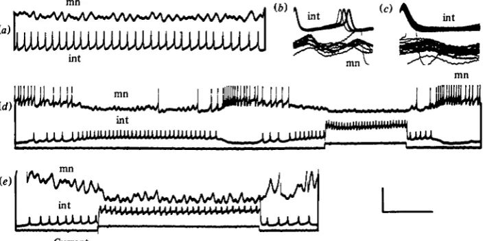 Fig. 2. Spikes in an interneurone evoke hyperpolarizing synaptic potentials in a mesothoracicCurrentspiracular closer motor neurone, (a) A segment of a recording taken during inspiration to show