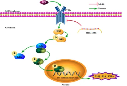 Figure 7. Schematic diagram of signaling pathways related to anti-inﬂammatory effects of miR-106a on LPS-induced inﬂammation