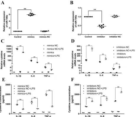 Figure 3. miR-106a decreases the LPS-induced production of pro-inﬂammatory cytokines. (A, B) Macrophages were transfected with miR-106a mimics or inhibitors