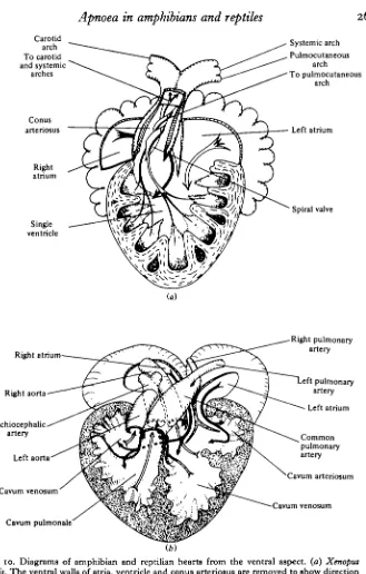 Fig. 10. Diagrams of amphibian and reptilian hearts from the ventral aspect, (a) Xenopuslaevis