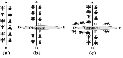 Figure 3.1 Example of the Real Ant’s Behaviour 