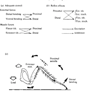 Fig. 4. Load compensation and limitation of muscle tension by cuticular strain receptors,(a) Summary of the adequate stimuli of the tibial campaniform sensilla (from Zill & Moran,