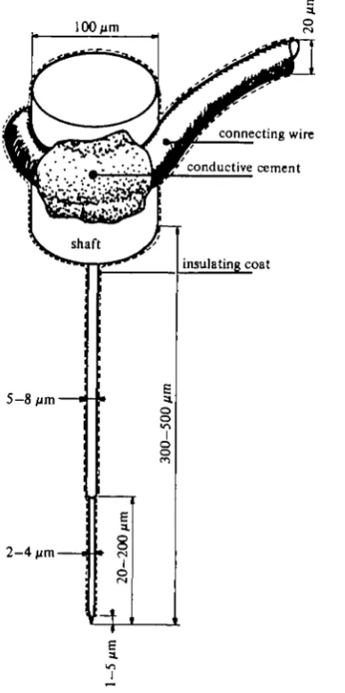 Fig. i. Tungsten electrode for chronic implantation. The shoulder in the electrode, at20-200 /*m from the tip, was formed by electrolytic etching