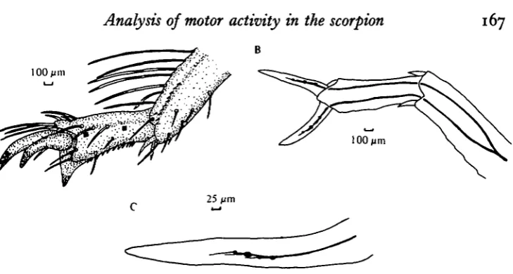 Fig. 1. (A) Camera lucida drawing of the posterior aspect of the tarsus of the left fourthwalking leg