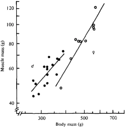 Fig. 1. The mass of the pectoralis muscles (both sides) of Cooper's hawks as a function ofthe body mass