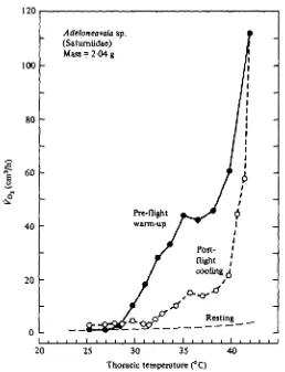 Fig. 5. The relation of oxygen consumption to thoracic temperature during pre-flight warm-up,post-flight cooling, and rest in a saturn moth