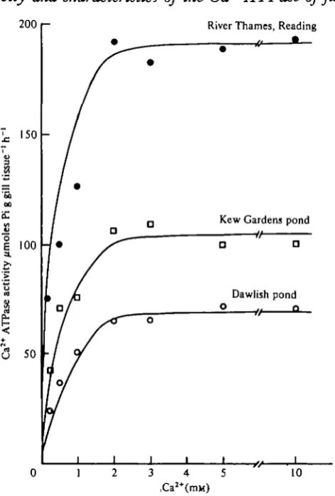 Fig. 1. The effect of various calcium concentrations in the incubation medium on the Ca1+-ATPase activities of roach from Dawlish pond, Kew garden pond and the River Thames.Each point represents the mean of duplicate estimates of activity on two fish from each water.