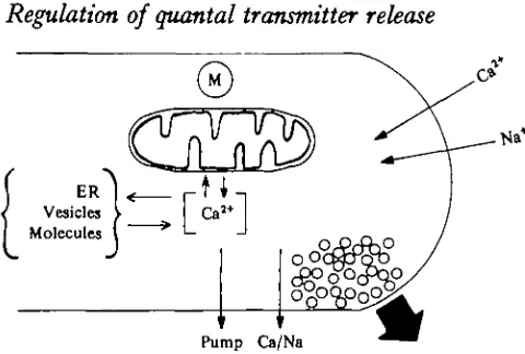 Fig. i. Schematic representation of the [Ca]u, controlling processes at the presynapticnerve terminal (see text).
