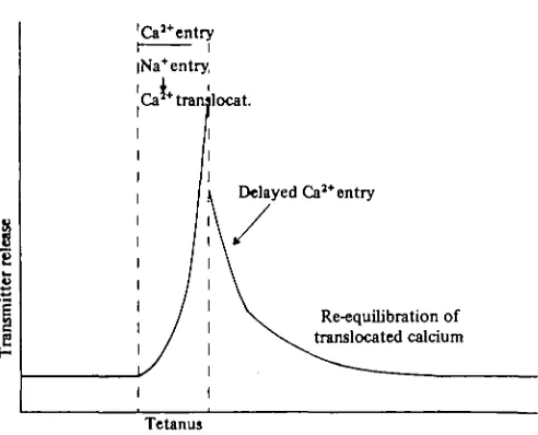 Fig. 5. Schematic representation of the primary role of calcium and secondary role of sodiumions in tetanic and post-tetanic potentiation.